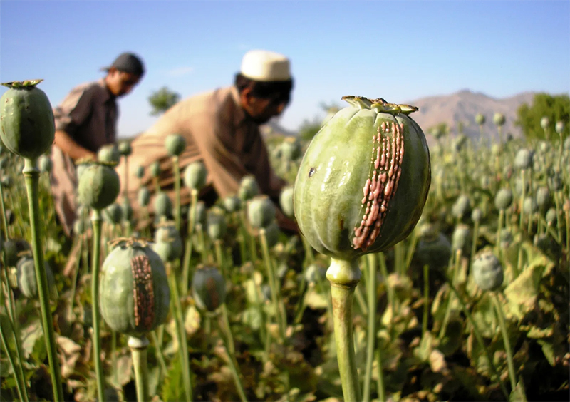 How Poppy Seeds Are Produced: Harvesting & Seed Extraction